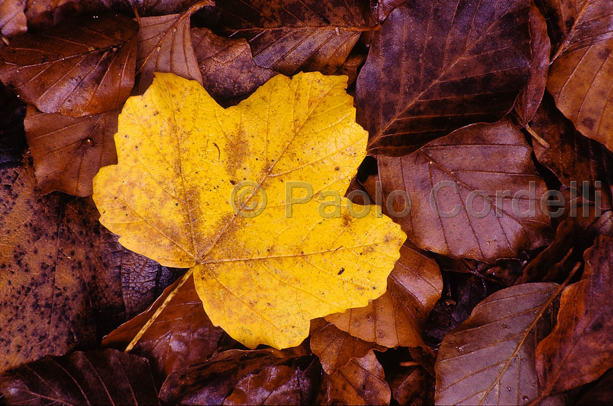Abruzzo National Park, Abruzzo, Italy
 (cod:Abruzzo 06)